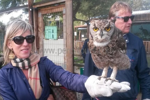 Hermanus Activities, Tours And Adventures