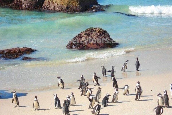 Hermanus Activities, Tours And Adventures