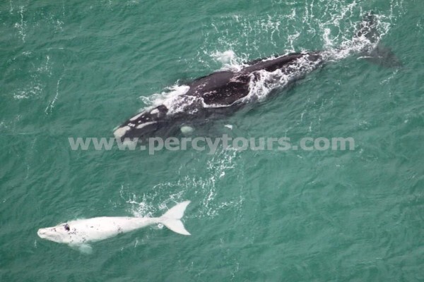 Hermanus Activities, Tours And Adventures