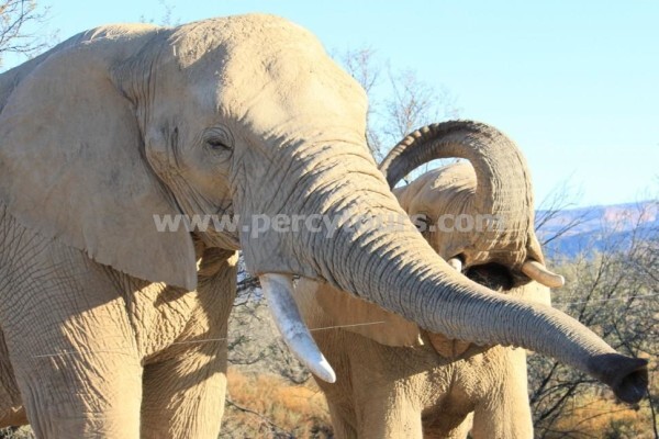 Hermanus Activities, Tours And Adventures