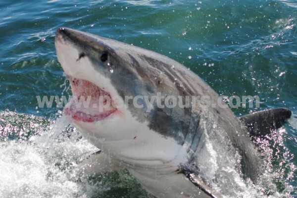Hermanus Activities, Tours And Adventures