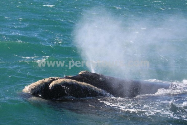 Hermanus Activities, Tours And Adventures