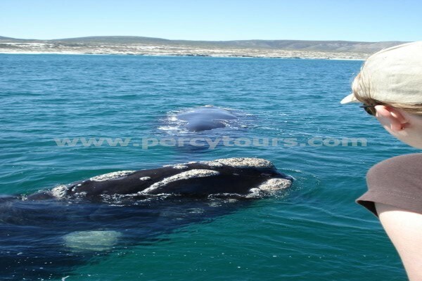 Hermanus Activities, Tours And Adventures