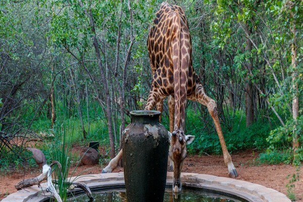 Shikwari Bush Lodge