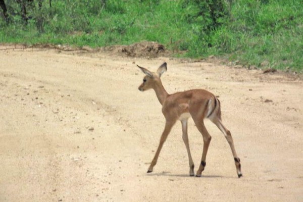 Summit Tours And Safaris