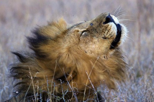 Wildlife Encounters