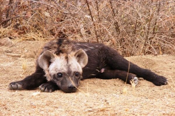 Wildlife Encounters