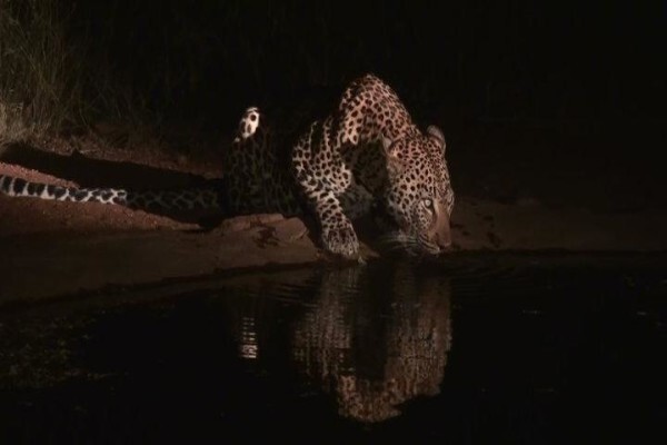 Wildlife Encounters