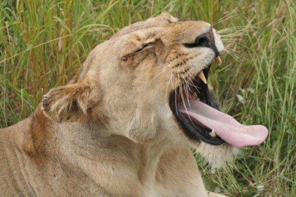 Wildlife Encounters