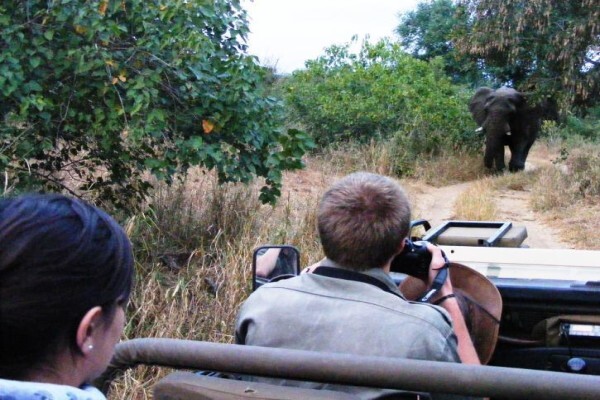 Wildlife Encounters