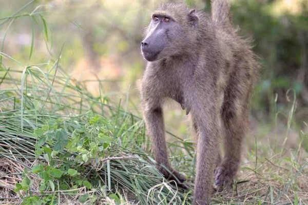 Wildlife Encounters