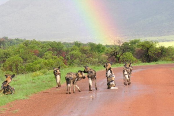 Wildlife Encounters