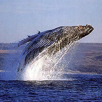 Oceanecho Tours And Shuttles