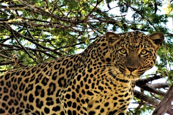 Gap Tours & Transfers