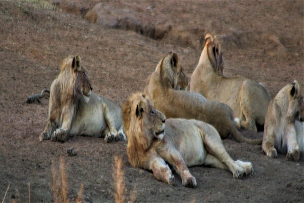 Gap Tours & Transfers