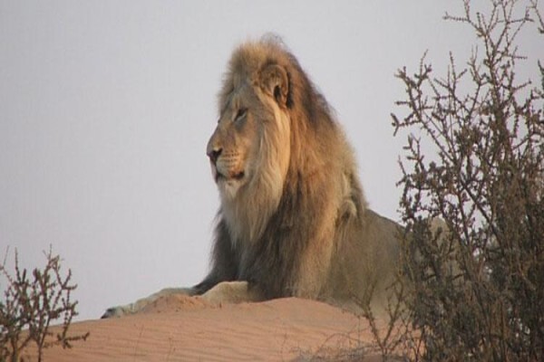 Kalahari Safaris