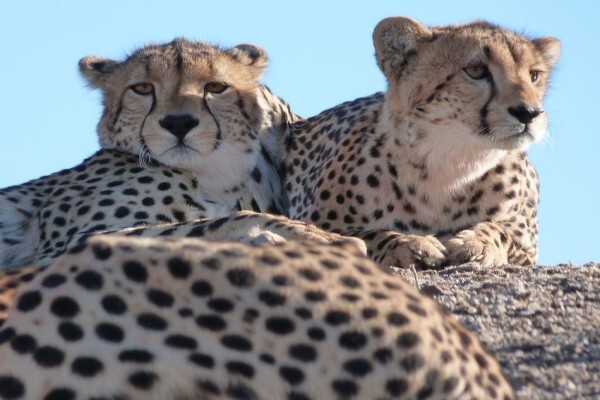 Bush Junkies Safaris