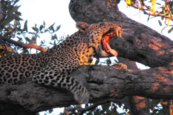 Bush Junkies Safaris