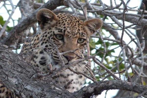 Bush Junkies Safaris