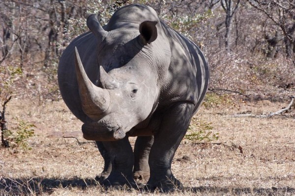 Bush Junkies Safaris