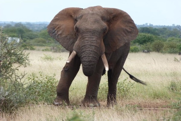 Bush Junkies Safaris
