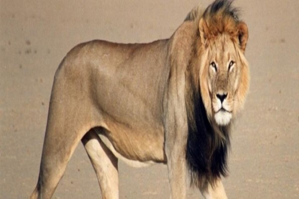 Bush Junkies Safaris