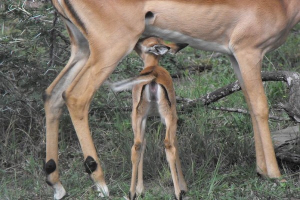 Bush Junkies Safaris