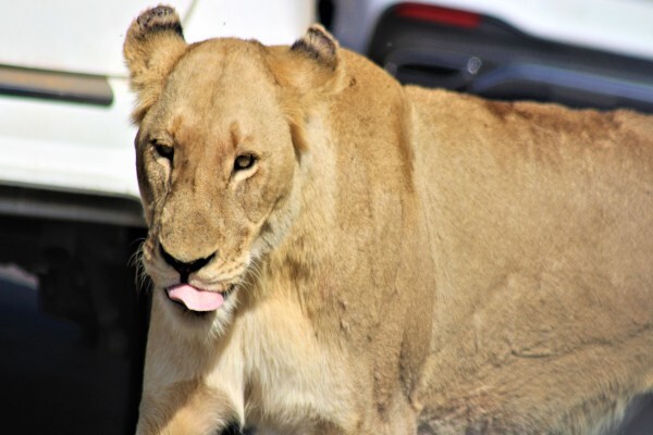Gap Tours & Transfers