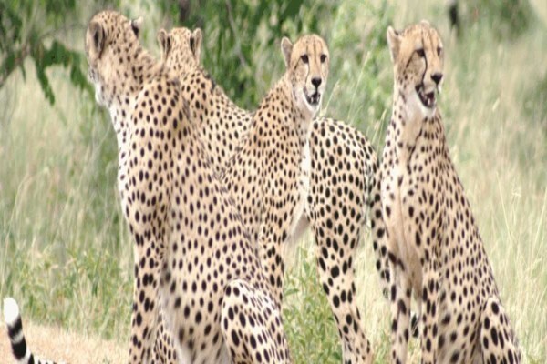 Gap Tours & Transfers