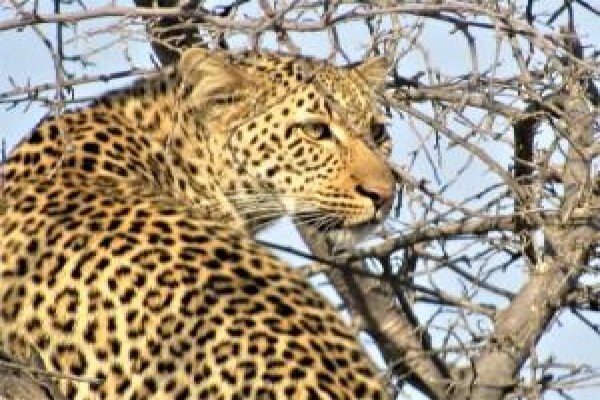 Gap Tours & Transfers