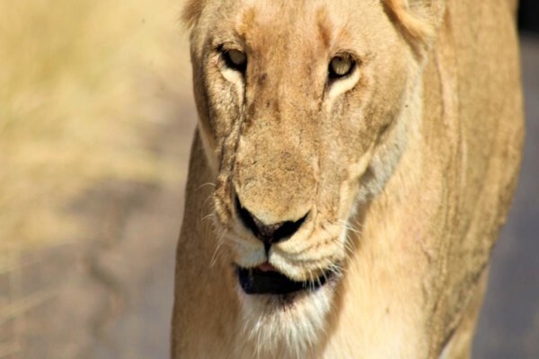 Gap Tours & Transfers