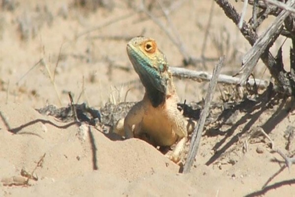 Kalahari Safaris