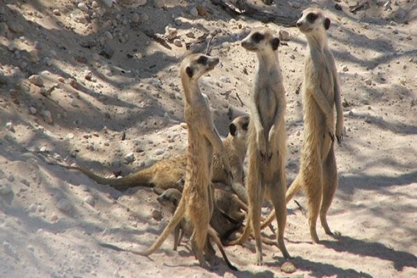 Kalahari Safaris