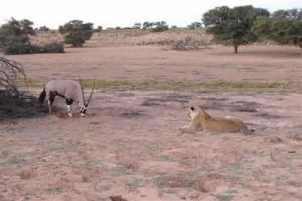 Kalahari Safaris
