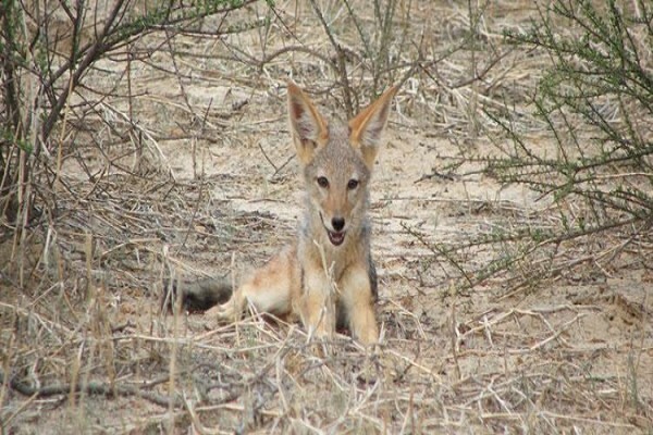 Kalahari Safaris