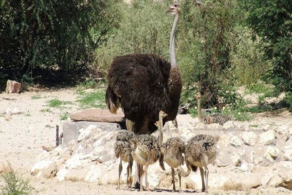 Kalahari Safaris
