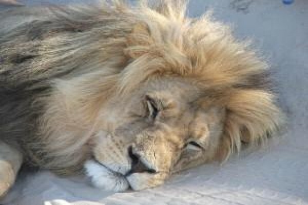 Kalahari Safaris