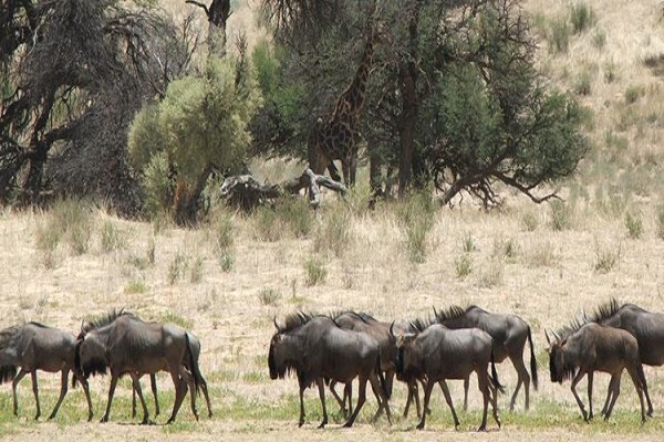 Kalahari Safaris
