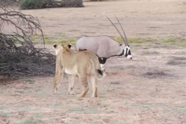 Kalahari Safaris
