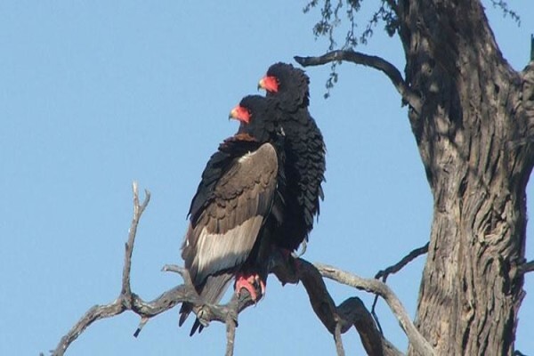 Kalahari Safaris