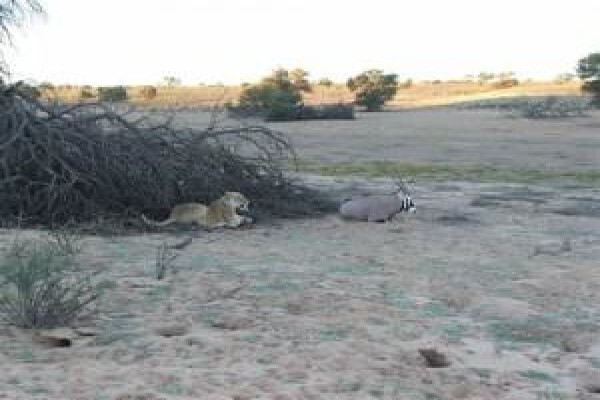 Kalahari Safaris