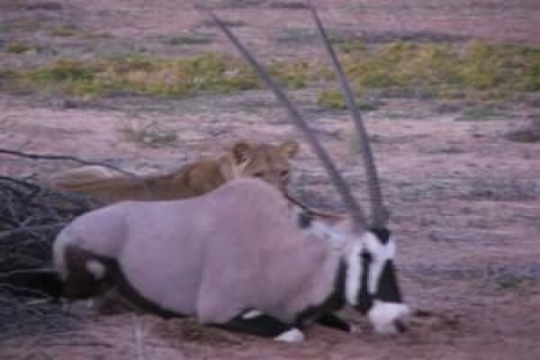 Kalahari Safaris