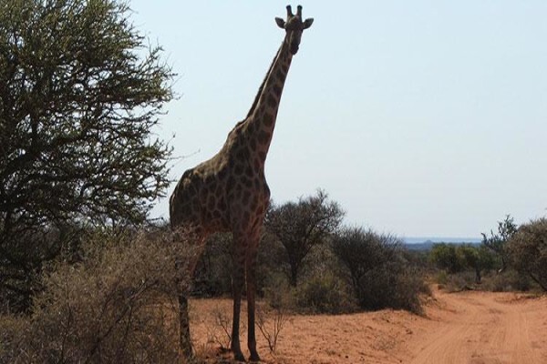 Kalahari Safaris