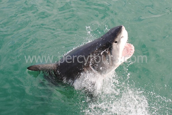 Percy Tours (And Transfers) Hermanus