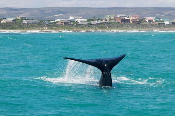 Percy Tours (And Transfers) Hermanus