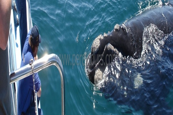 Percy Tours (And Transfers) Hermanus