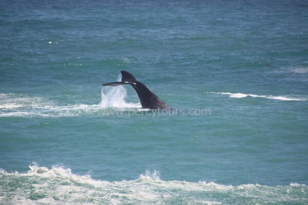 Percy Tours (And Transfers) Hermanus