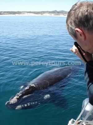 Percy Tours (And Transfers) Hermanus