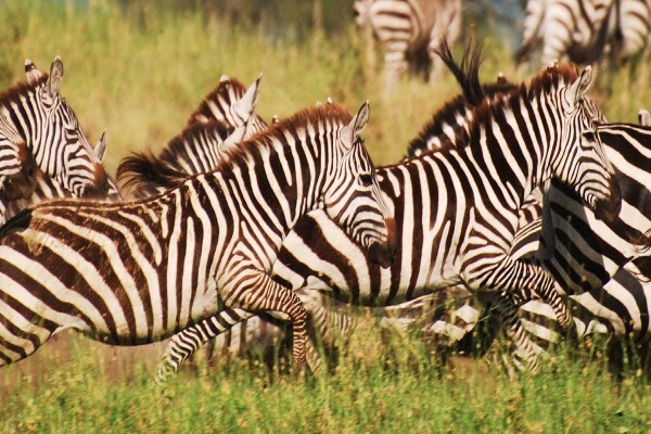 Wild Frontiers