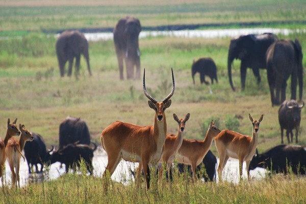 Wild Frontiers